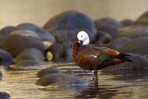 Paradise shelduck