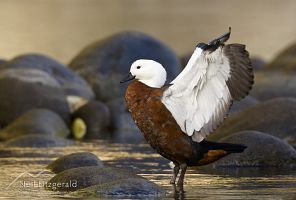 Paradise shelduck