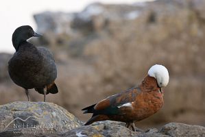 Paradise shelduck