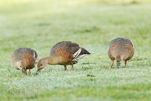 Plumed whistling ducks