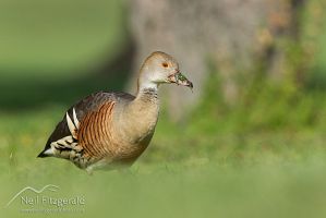 Plumed whistling duck