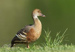 Plumed whistling duck