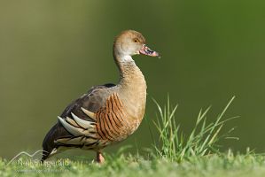 Plumed whistling duck
