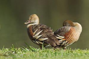 Plumed whistling duck