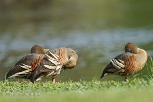 Plumed whistling ducks