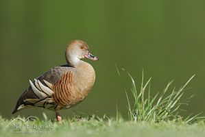 Plumed whistling duck