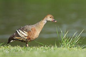 Plumed whistling duck