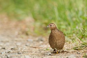 Brown quail