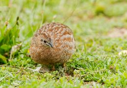 Brown quail