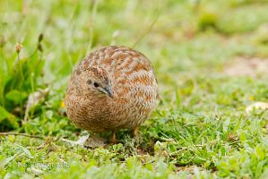 Brown quail
