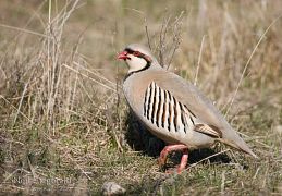Gamebirds