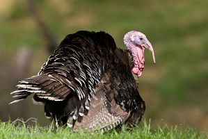 Wild turkey