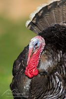 Wild turkey