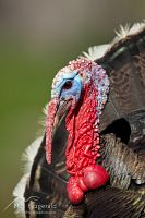 Wild turkey