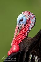 Wild turkey