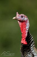 Wild turkey