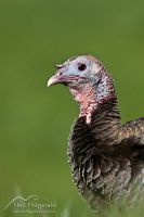 Wild turkey