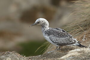 Australasian gannet