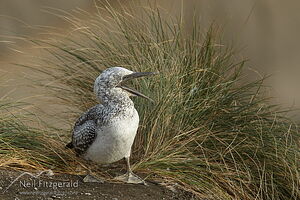Australasian gannet