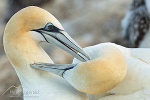 Australasian gannet