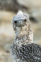Australasian gannet