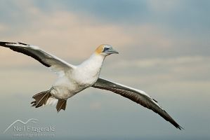 Australasian gannet