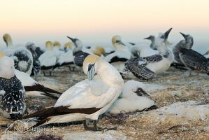 Australasian gannet