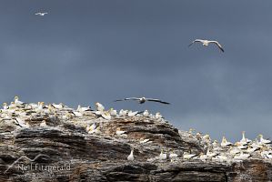 Gannet colony