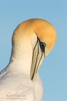 Australasian gannet