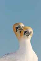 Australasian gannet