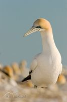 Australasian gannet