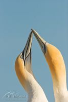 Australasian gannet