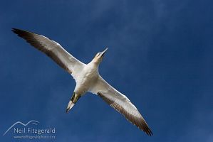 Australasian gannet