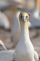 Australasian gannet