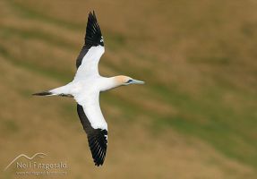 Australasian gannet