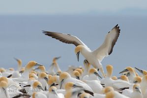 Australasian gannet