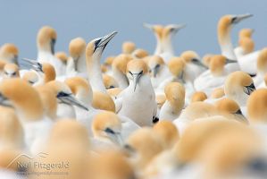 Australasian gannet