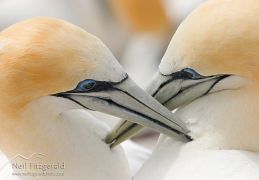 Australasian gannet
