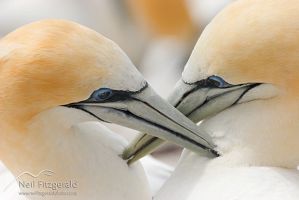 Australasian gannet