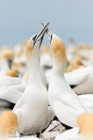 Australasian gannet