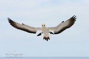 Australasian gannet