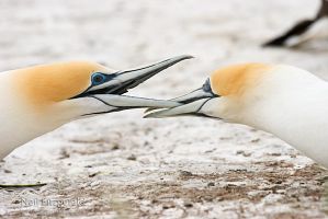 Australasian gannet