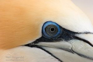 Australasian gannet