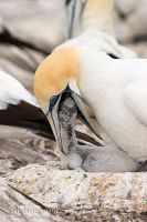 Australasian gannet
