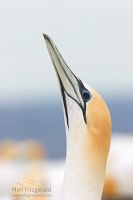 Australasian gannet