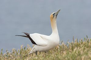 Australasian gannet