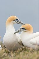 Australasian gannet
