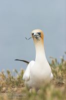 Australasian gannet