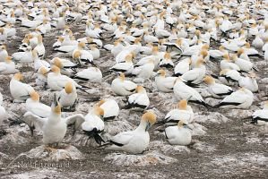 Australasian gannet
