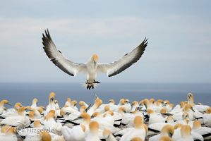 Australasian gannet